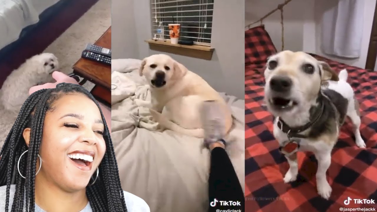 Random Things That TRIGGERS Their Dogs (Tik Tok Compilation) | Reaction