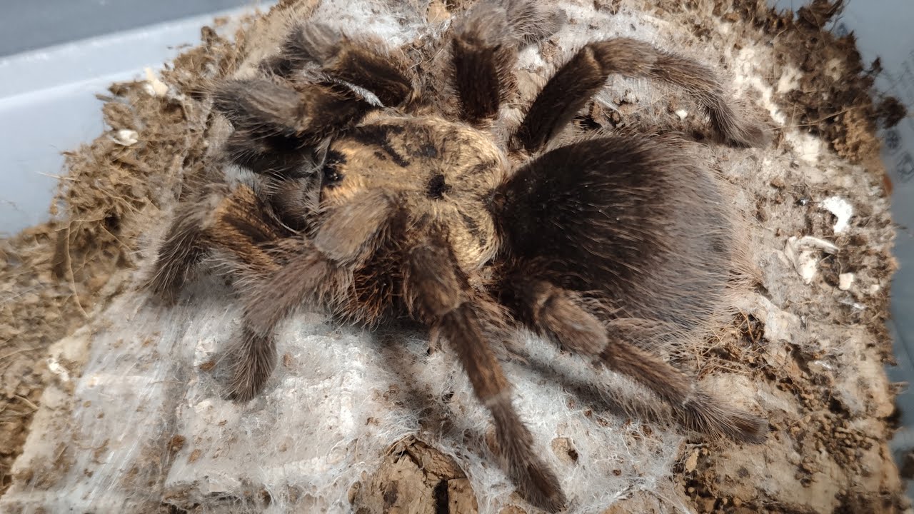 Блог фермы пауков птицеедов Arachnoforbes. Phormictopus auratus