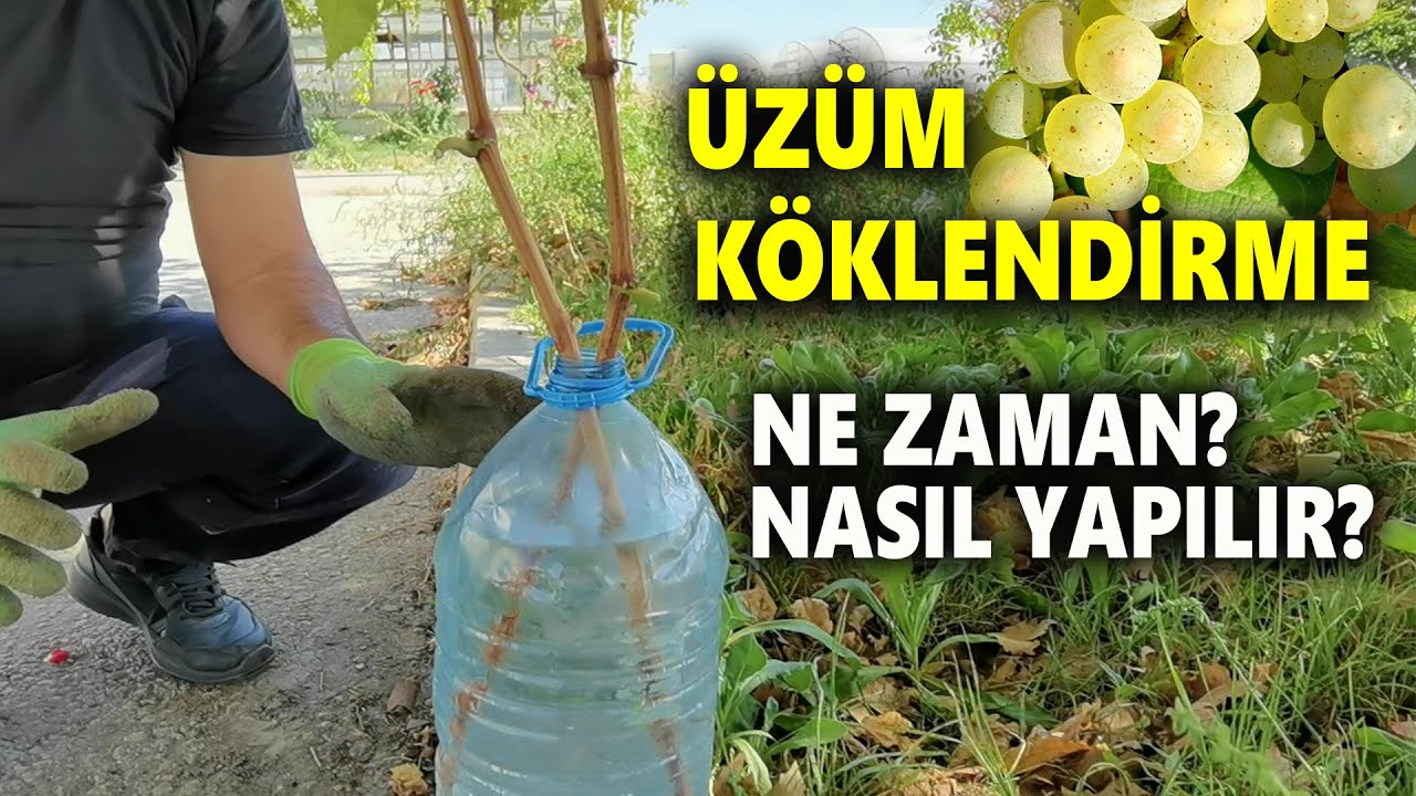 ÜZÜM KÖKLENDİRME NASIL YAPILIR? ÜZÜM ÇELİĞİ KÖKLENDİRME-ÜZÜM KÖKLENDİRME ZAMANI-Grape Root