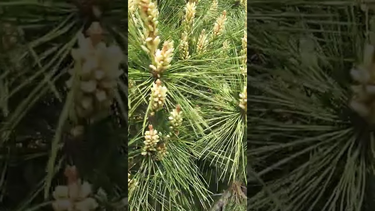 #shorts #pine tree flowers are #in full bloom.