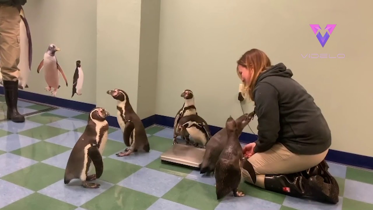 Estos ping&uuml;inos se re&uacute;nen en torno a la b&aacute;scula para pesarse