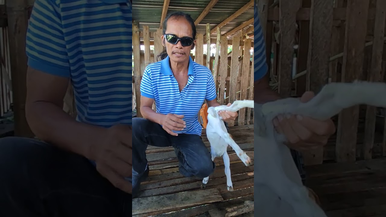 Ilang araw ba dapat turokan ng iron ang mga bagong panganak na kambing. 😊