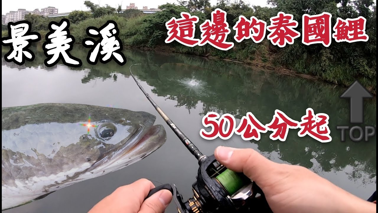 2020.02.XX 景美溪 這邊的【泰國鱧】都50公分起 無三不成鱧.溪流尋呆趣 /鮕呆/呆呆/蛇頭魚/泰國鯉/陳小Chi路亞日誌