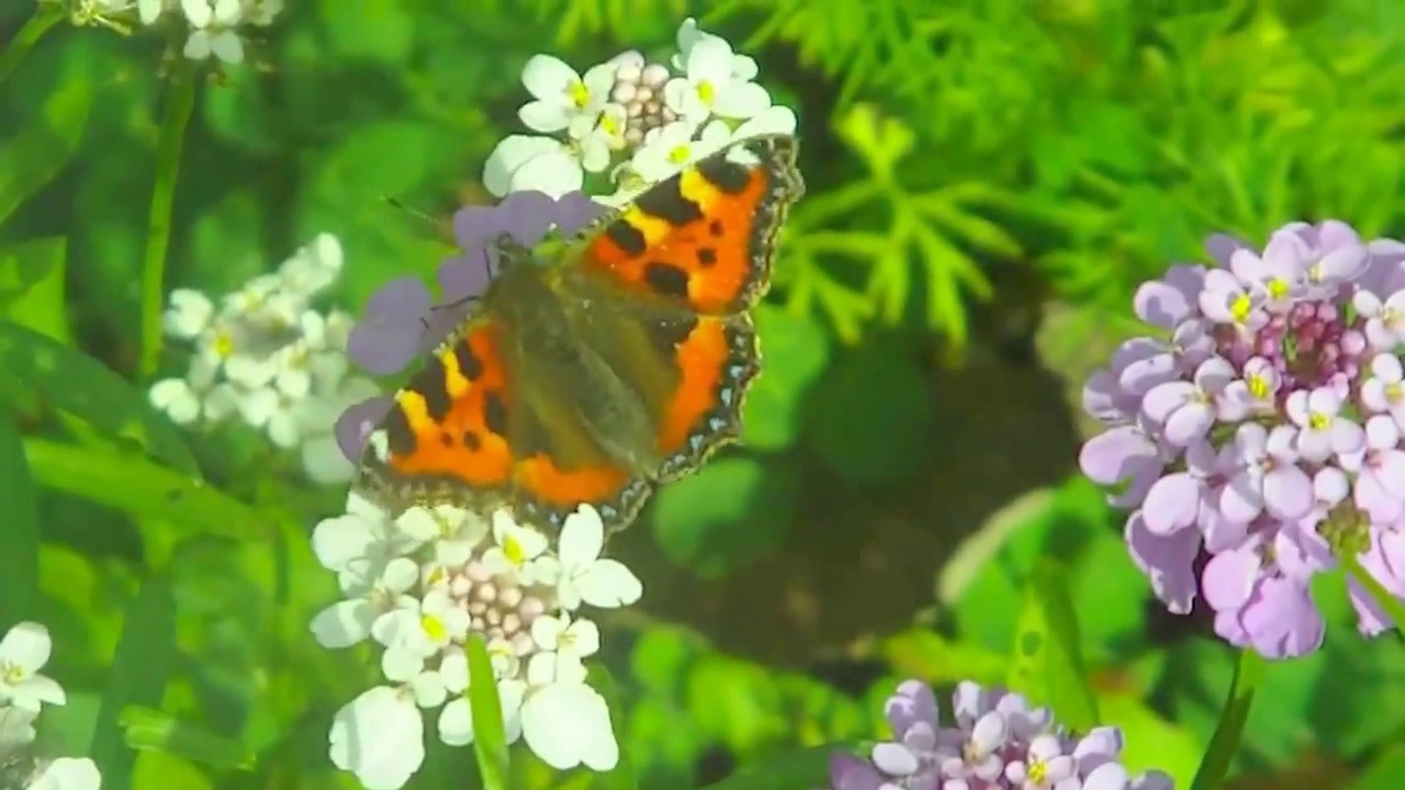 Growing Organic Wildflower Habitat Ireland