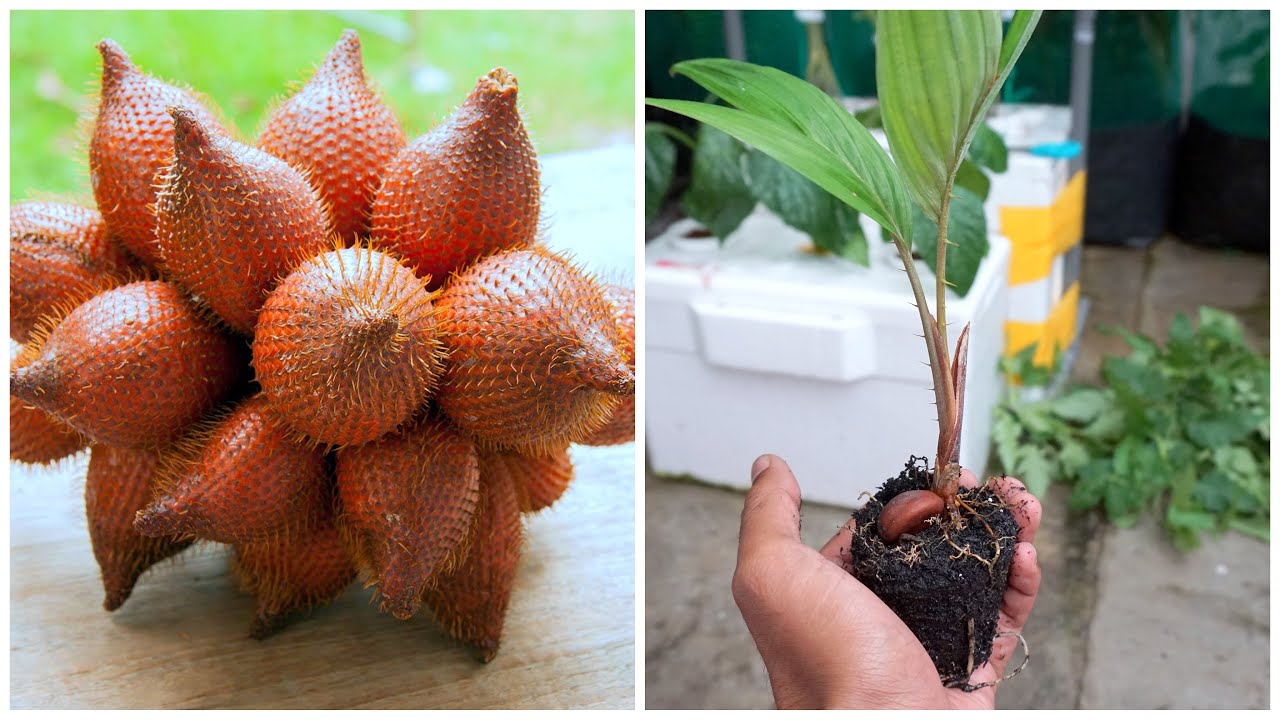 How To Grow Snake Fruits | Cara Semai Biji Buah Salak
