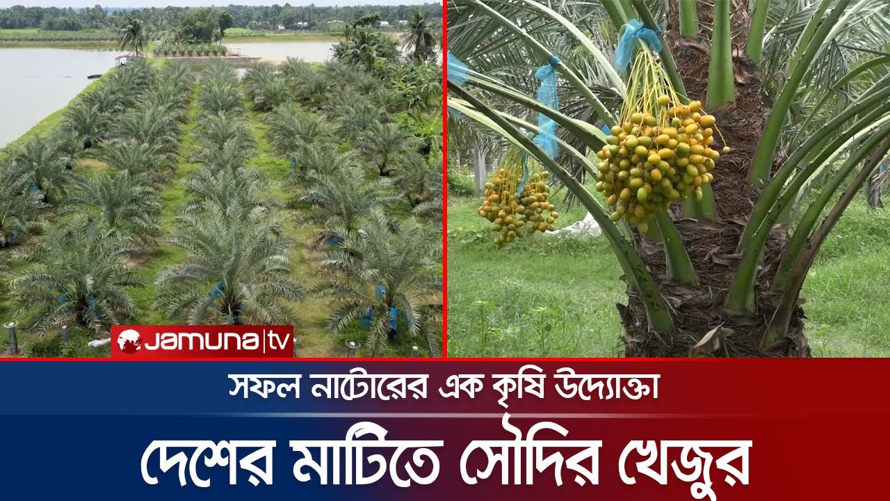 সৌদির খেজুর চাষে বাজিমাত নাটোরের গোলাম নবীর | Dates | Natore