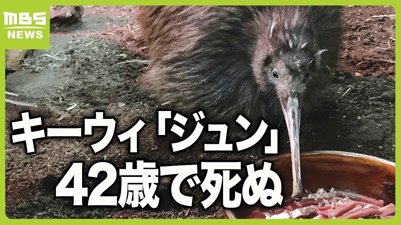 人間で言えば１００歳超か　天王寺動物園のキーウィ「ジュン」が死ぬ　４２年前に“珍鳥”として来園　(2024年7月5日)