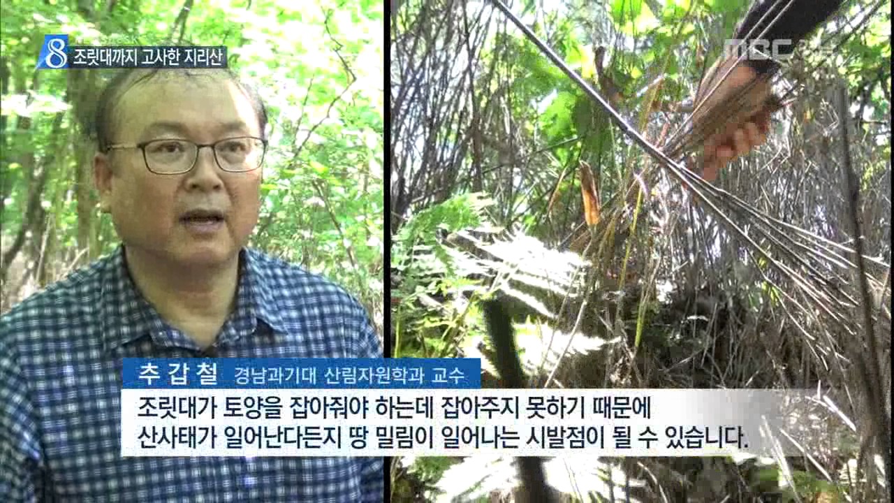 MBC경남 뉴스데스크 2017 07 31  조릿대까지 고사..신음하는 지리산