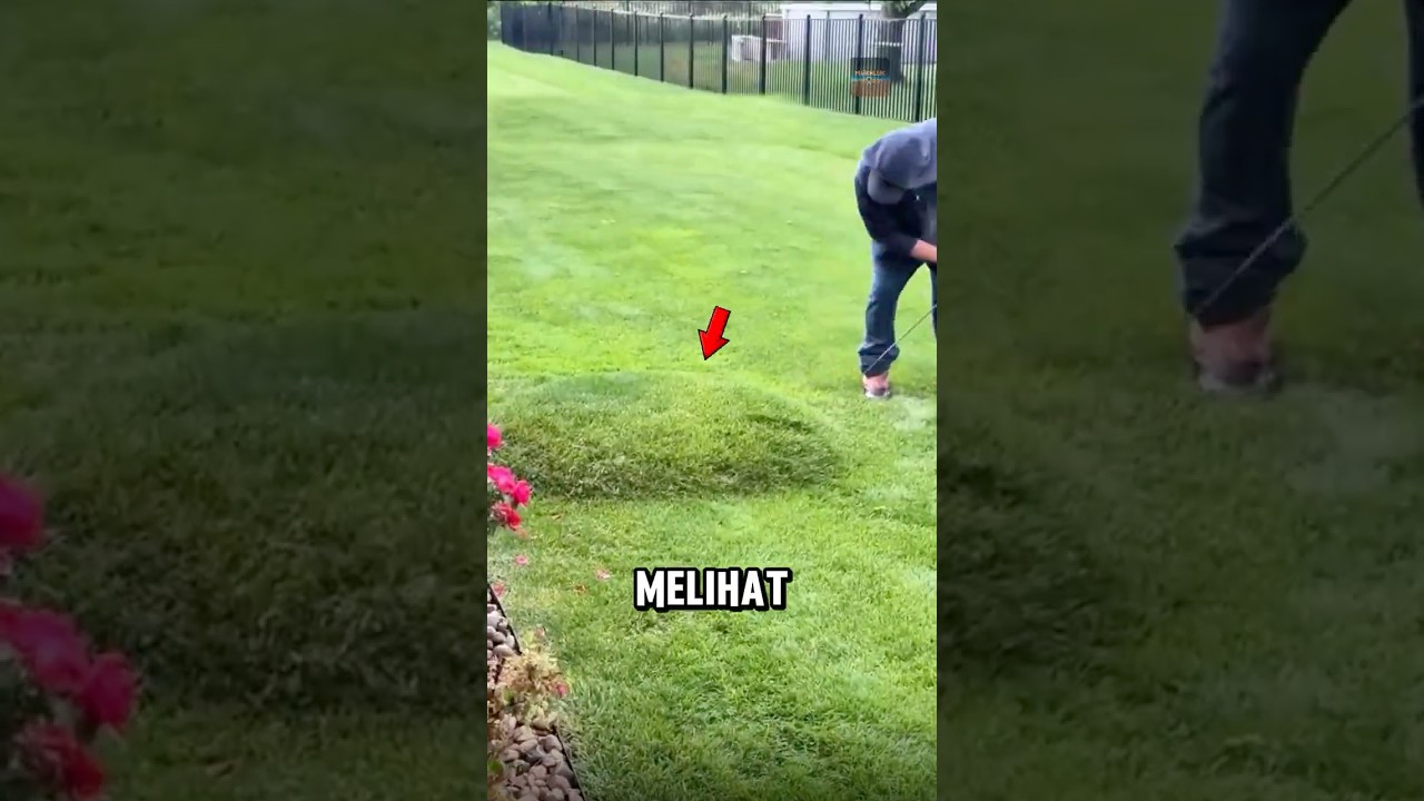Kenapa rumput ini bisa seperti gelembung😨