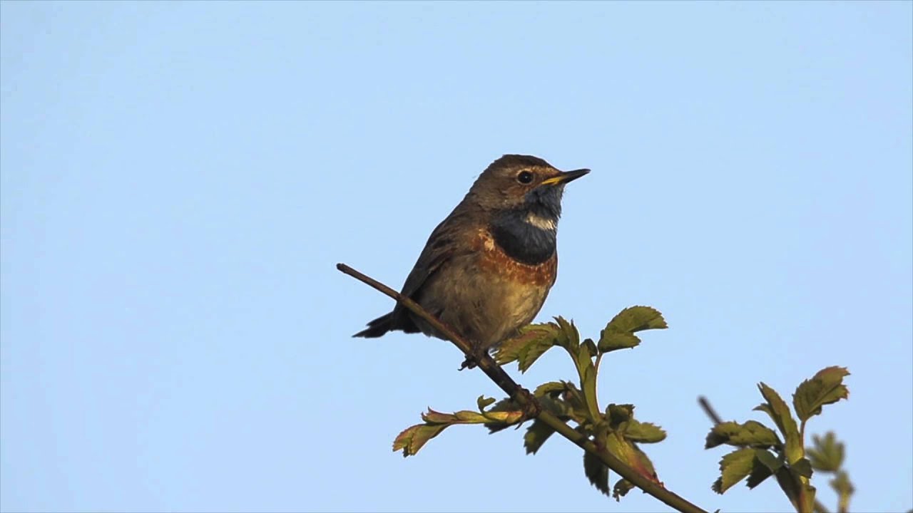 Agrarisch Natuurbeheer in Oost Groningen