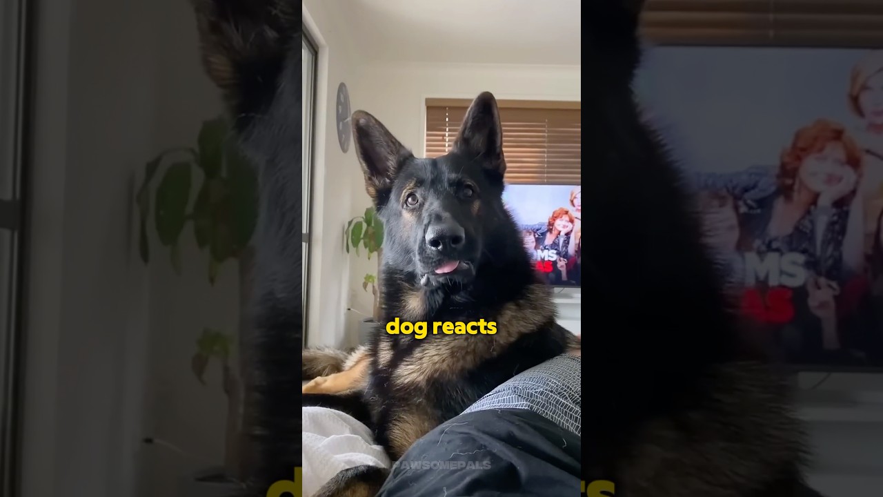 This Is What Happens When You Adopt a Retired Police Dog!