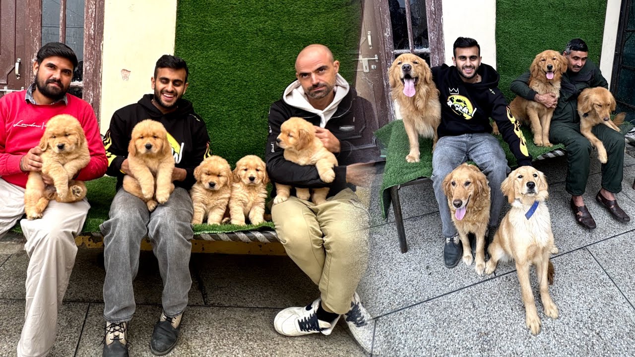 International Champion Golden Retriever Puppies in Haryana 😍😱