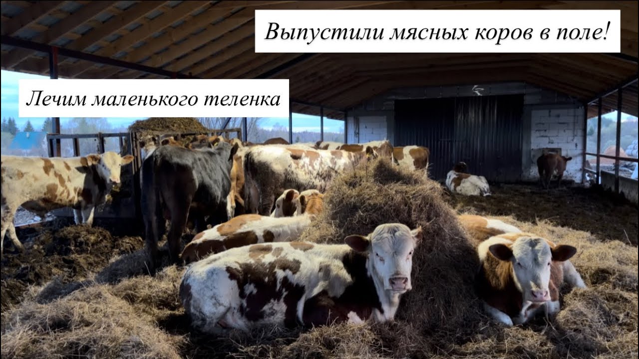Работаем на мясной ферме! Первые полевые работы в 2026! Выращиваем мясных бычков!