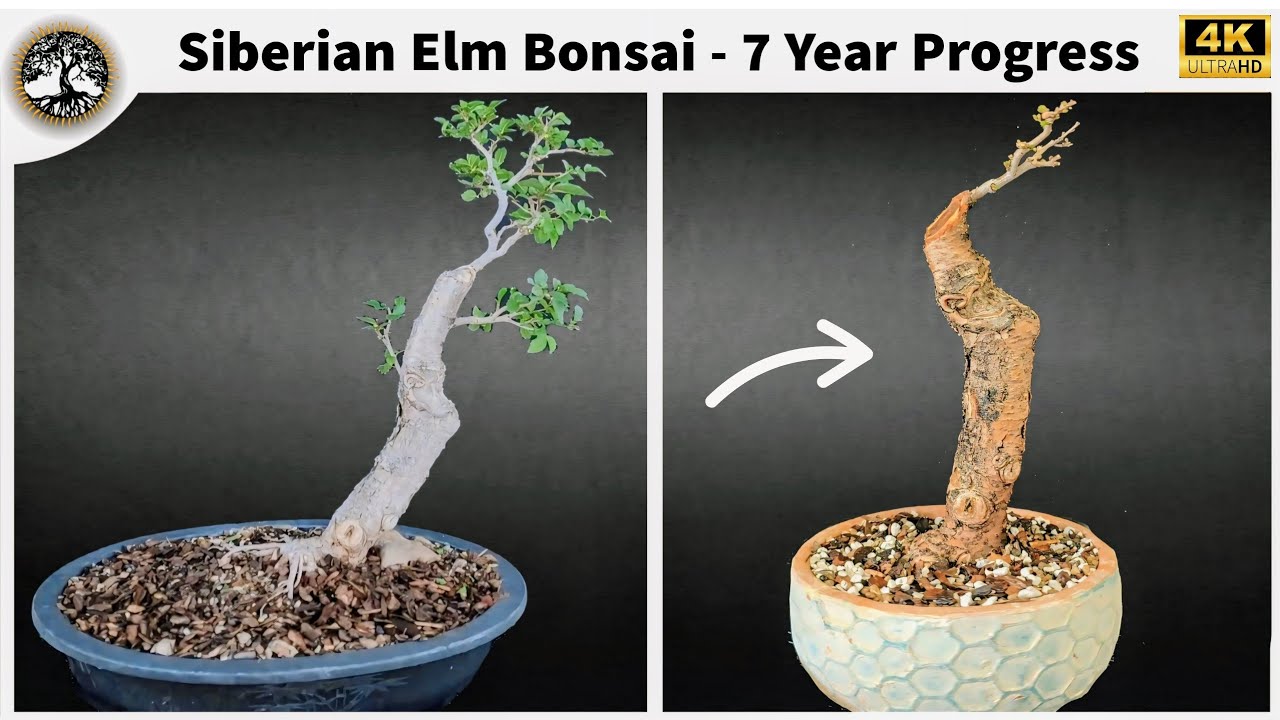 Siberian Elm Bonsai - 7 Year Progress