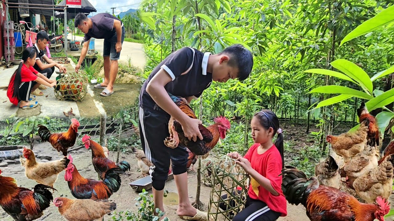 Orphan boy decides to sell chicken because his sister is about to go to school