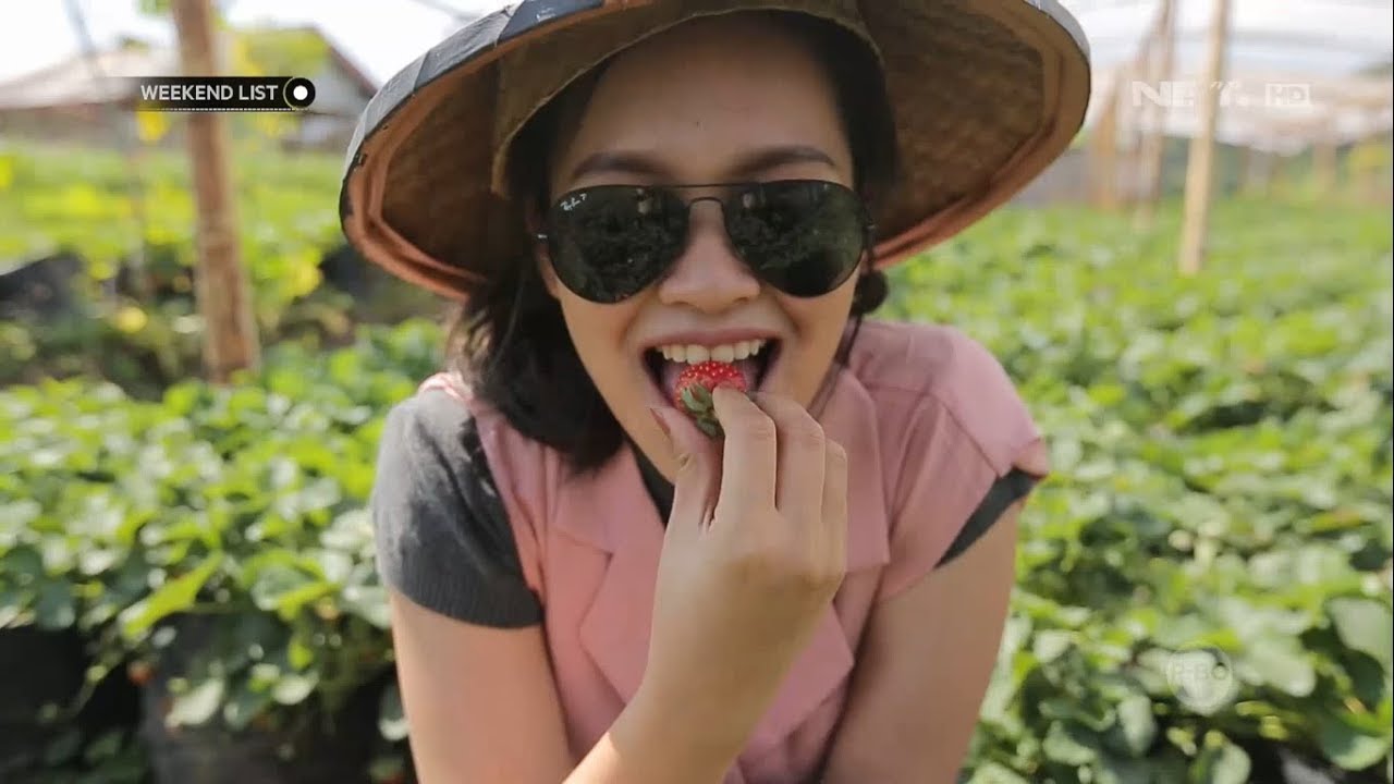 Weekend List - Serunya Wisata Petik Stroberi Di Lumbung Stroberi