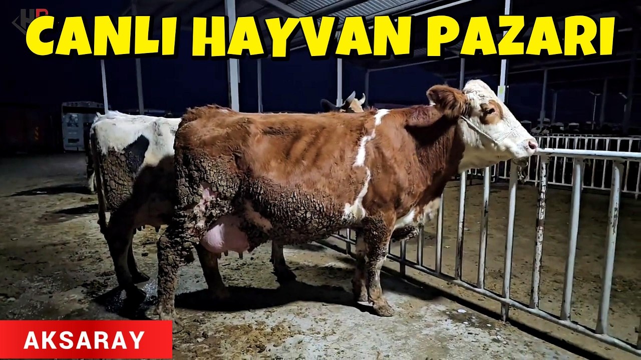 AKSARAY HAYVAN PAZARI, BÜYÜK BAŞTA İNDİRİM VAR, KÜÇÜK BAŞ HAREKETLİ