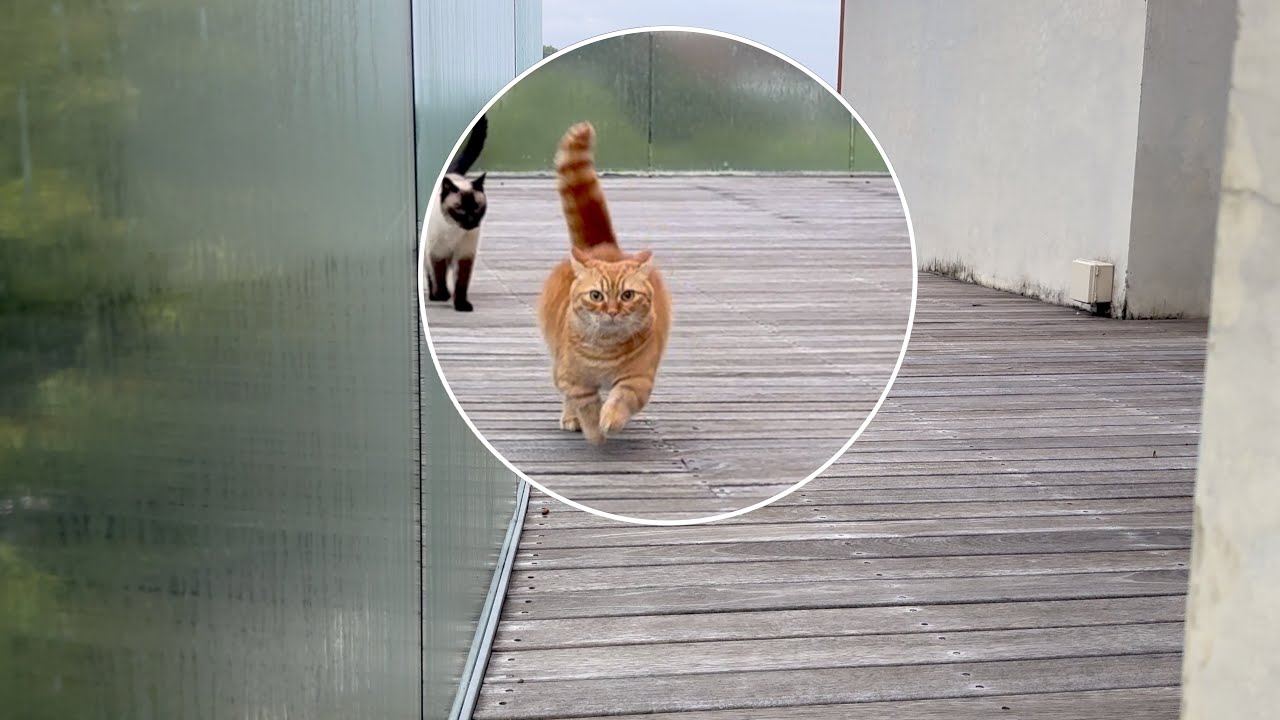 30평대 주택 고양이 4마리의 일상🏡 새 테이블·자동 화장실·베란다 산책