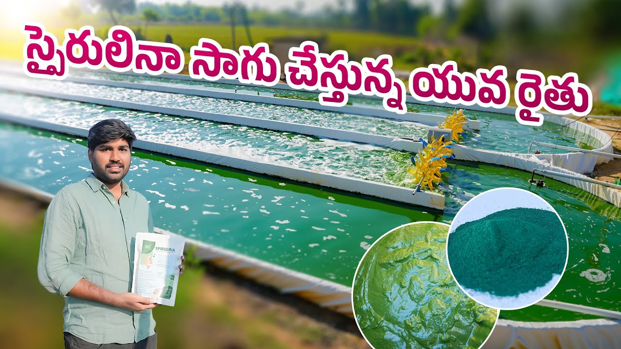 స్పైరులినా సాగు చేస్తున్న యువ రైతు | Spirulina Farming In Telugu