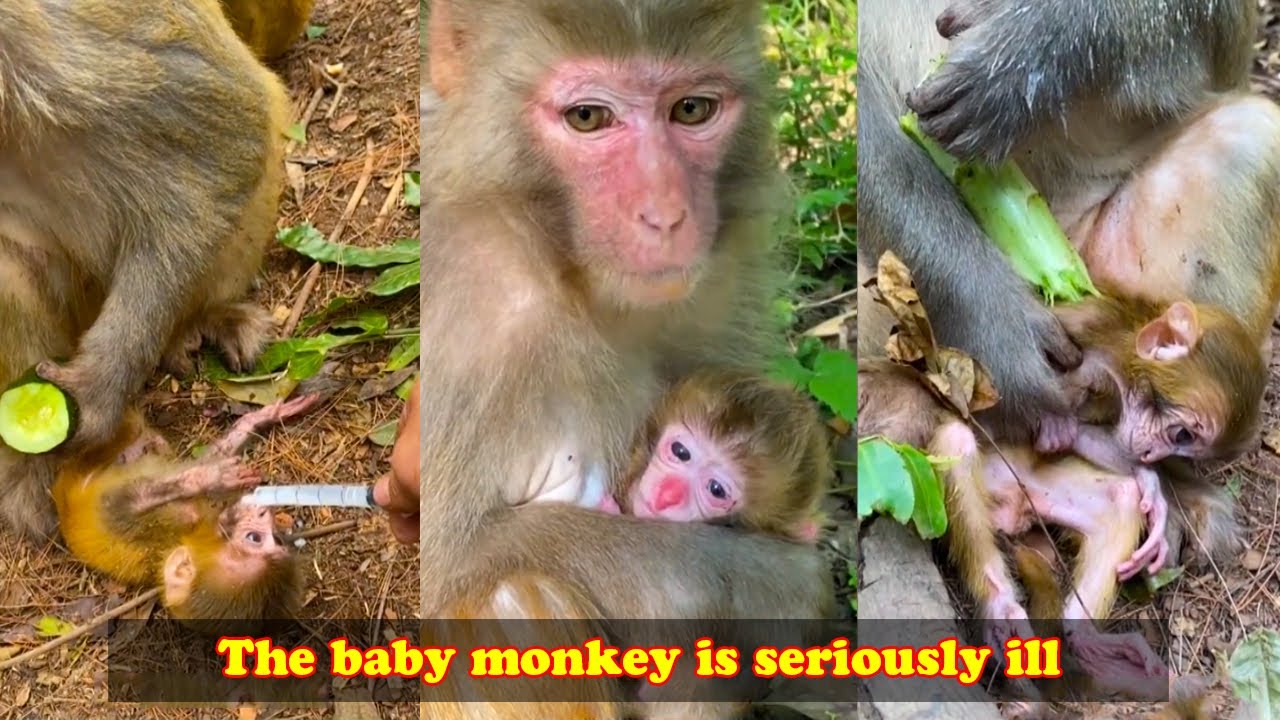 The baby monkey is seriously ill but mother monkey does not let anyone save baby monkey 😥