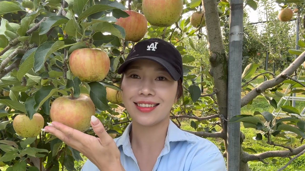 Vườn Táo Sai Trĩu Quả Ở Nông Thôn Hàn Quốc🇰🇷