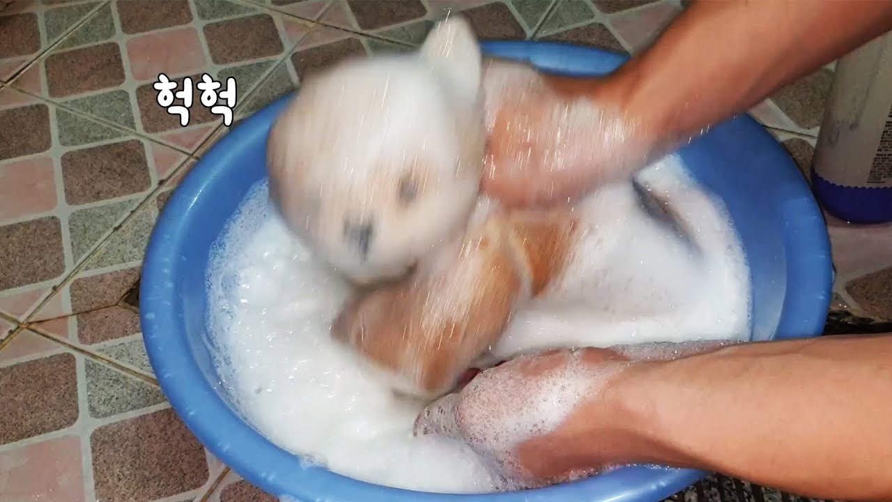 시바견 처음으로 목욕시켜줬어요 ㅎㅎ