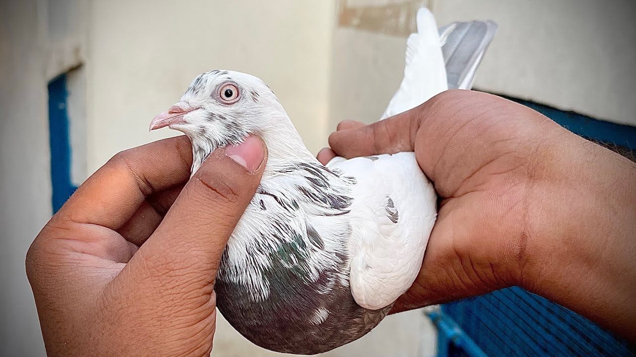 For Sale 15 Malwai kabootar | Mob:-8544852583 | Price:- 800rs |👉All over India delivery availab