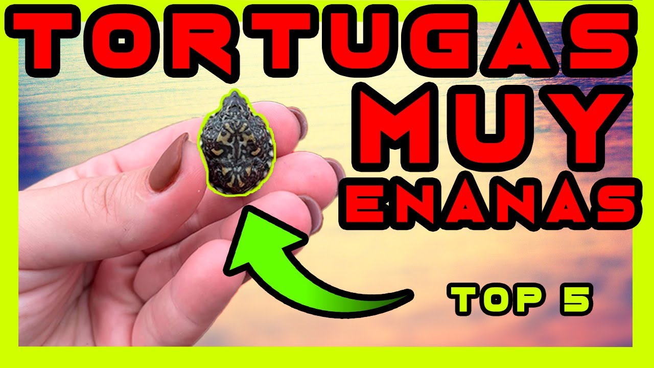 TORTUGAS QUE NO CRECEN MUCHO, TOP 5