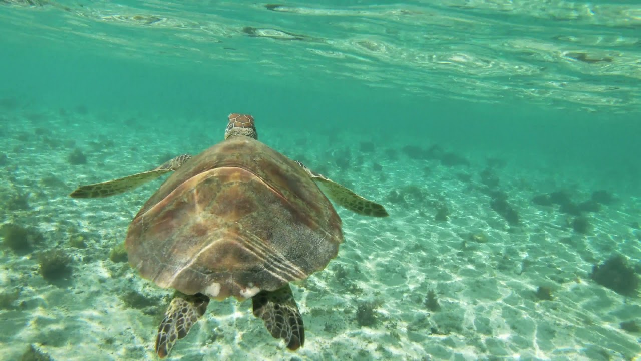 Sea Turtle Ocean Sounds [no music] 15 minutes | KT Avenue