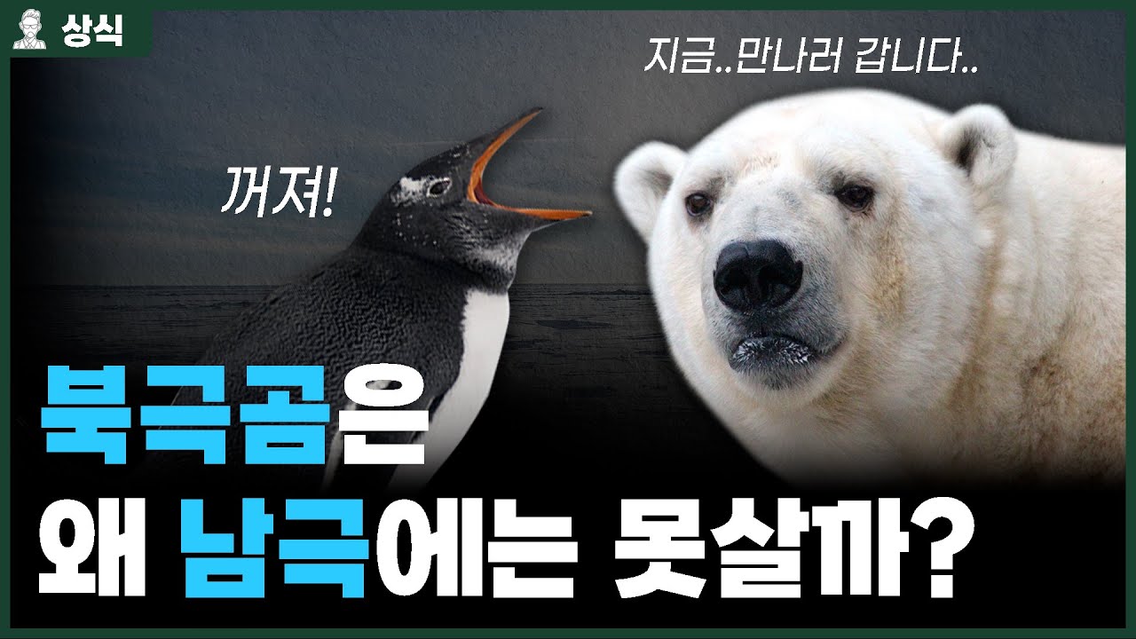 ✅북극곰은 남극에서 살 수 있을까? [상식백과사전]