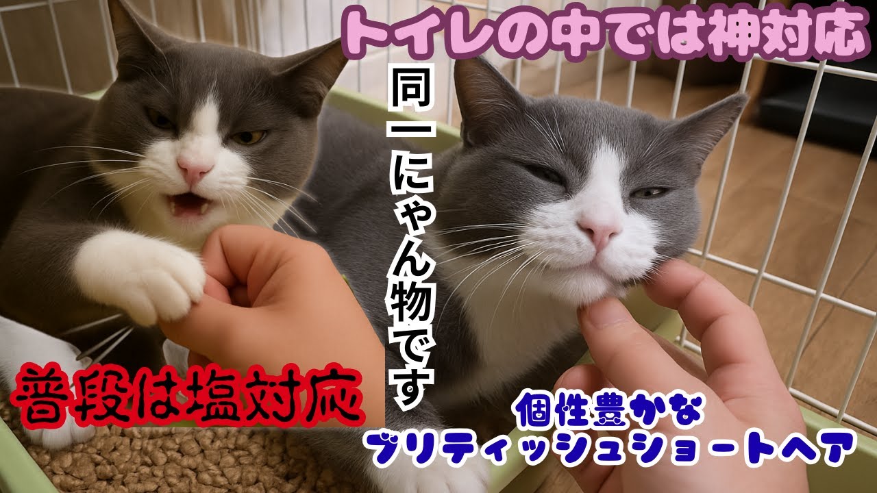 怒ってる？撫でると猫パンチでも実は甘えん坊な巨大ブリティッシュショートヘア（保護猫カフェ猫の木）十三駅Big British Shorthair relaxes in the toilet
