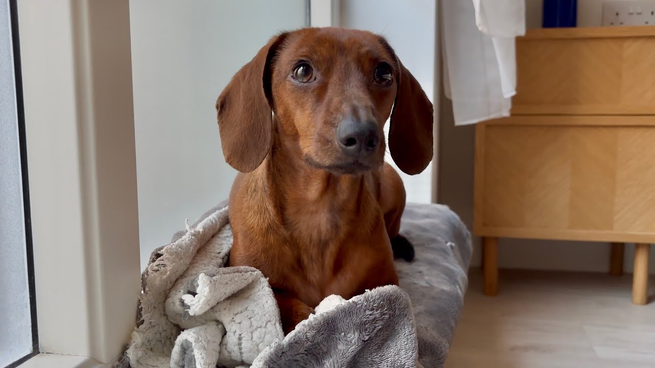Funny dog logic moments with a mini dachshund