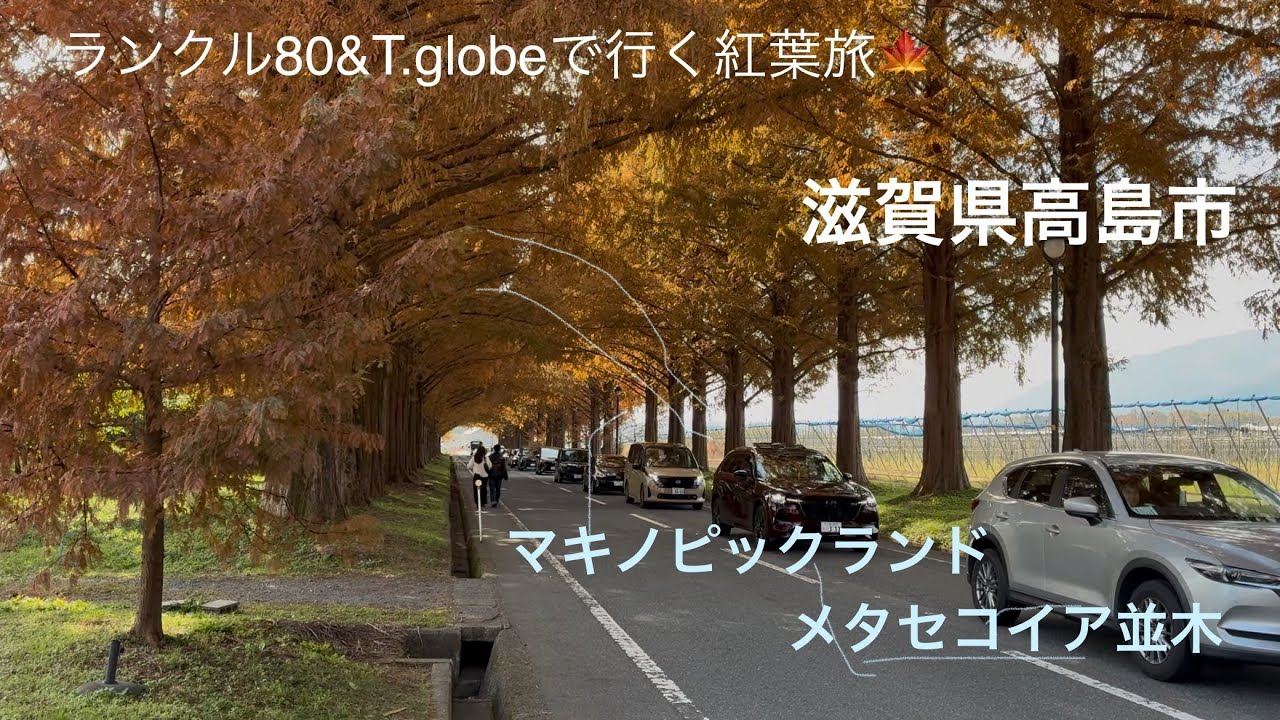 滋賀県　紅葉旅🍁　メタセコイア並木