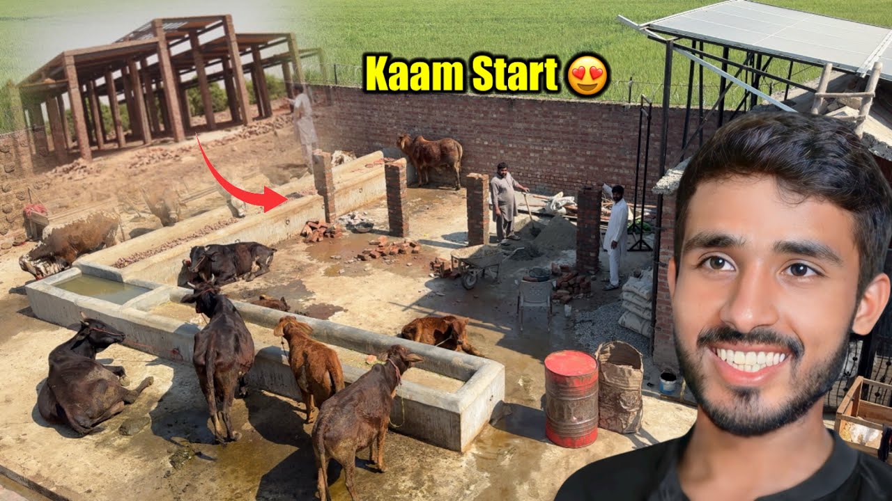 Finally Kaam Start Ho Gaya 😍 New Ghar For Cows 🐄 