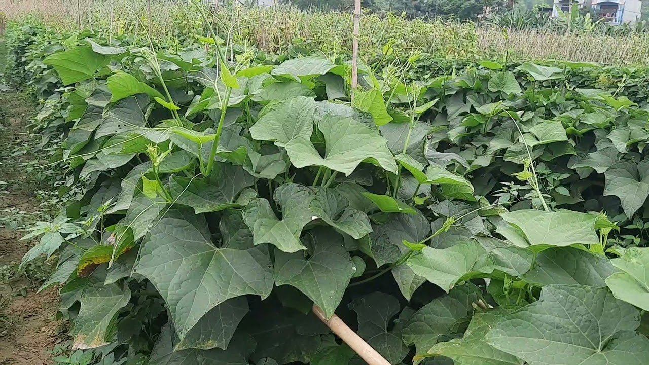 Hướng dẫn trồng su su lấy ngọn