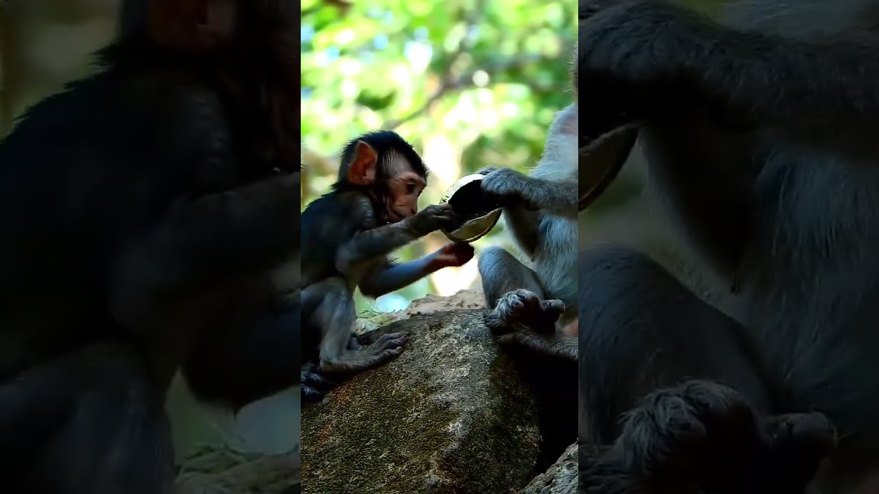 Adorable Avery asks for eating food from Amaya very cleverly #monkey #cute