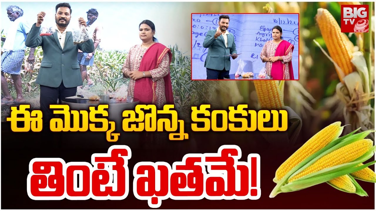 ఈ మొక్క జొన్న కంకులు..తింటే ఖతమే! | Farmers Facing Problem With Fake Seeds Mafia In Telangana