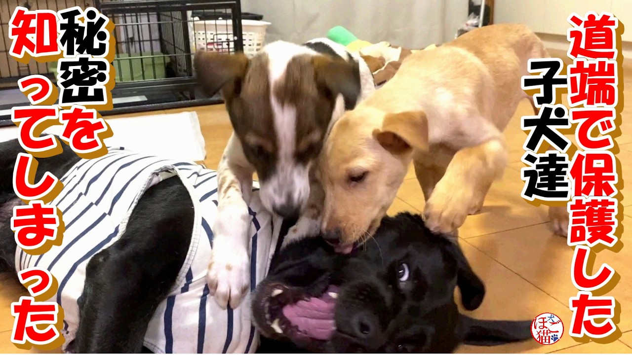 【子犬　保護　子猫】謎が解けた子犬達＋おまけコーナー(ホープ君）