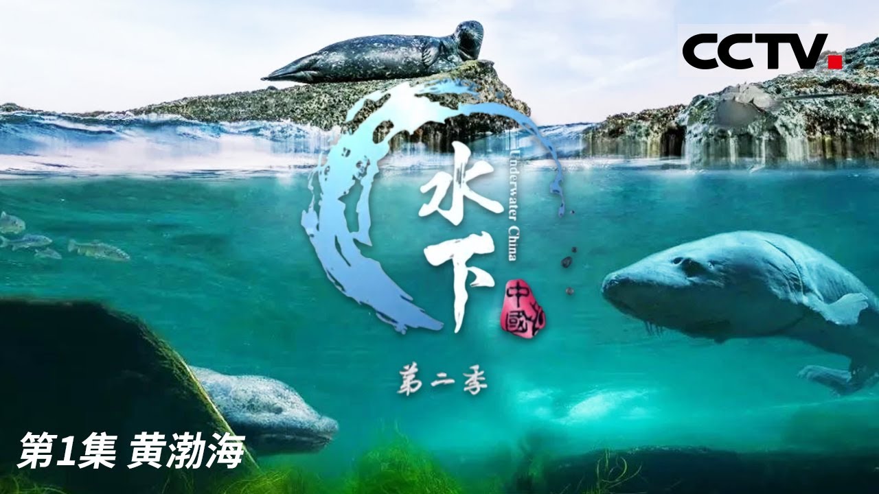《水下中国》第二季 黄渤海渔场：中国温带海洋的富饶之源 EP01【CCTV纪录】