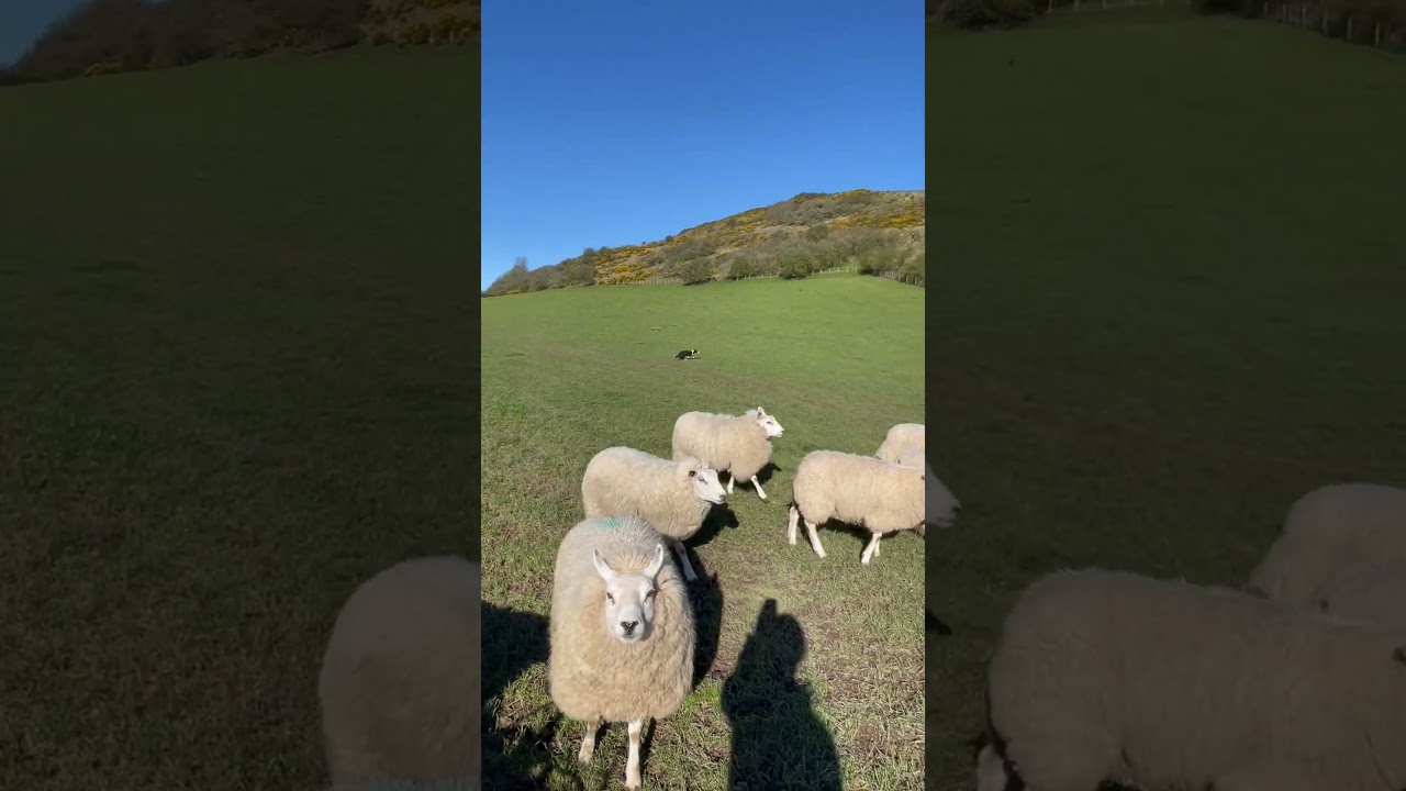 Amazing dog herding a field of sheep
