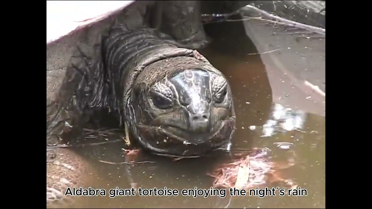 Turtles & Lizards of Aldabra Seychelles