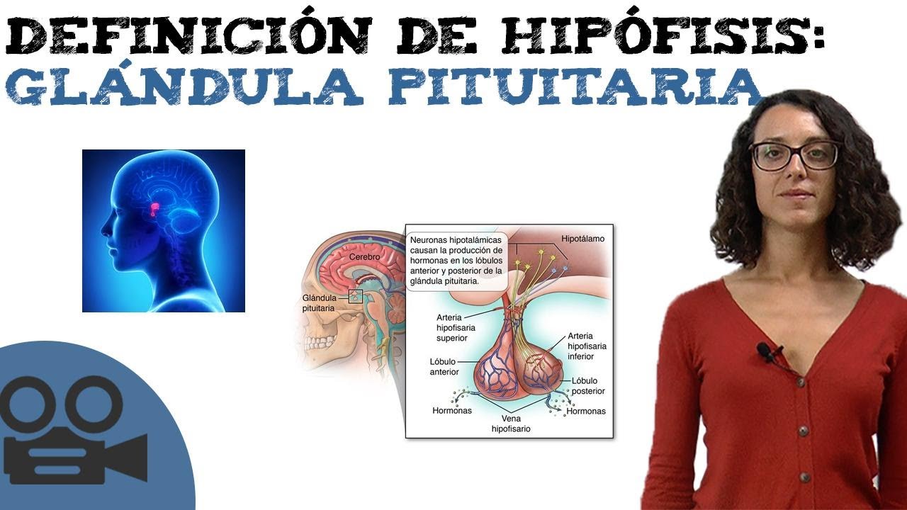 Definición de hipófisis: glándula pituitaria