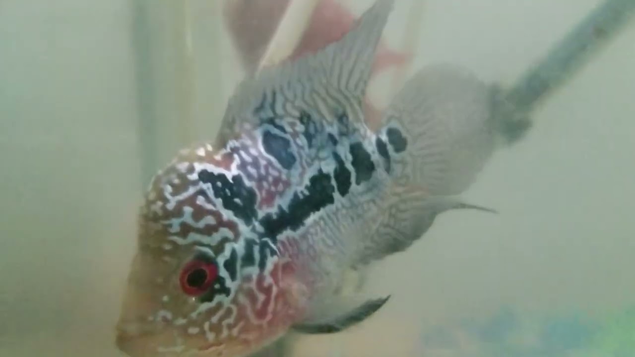 Fertile male Kml Flower horn