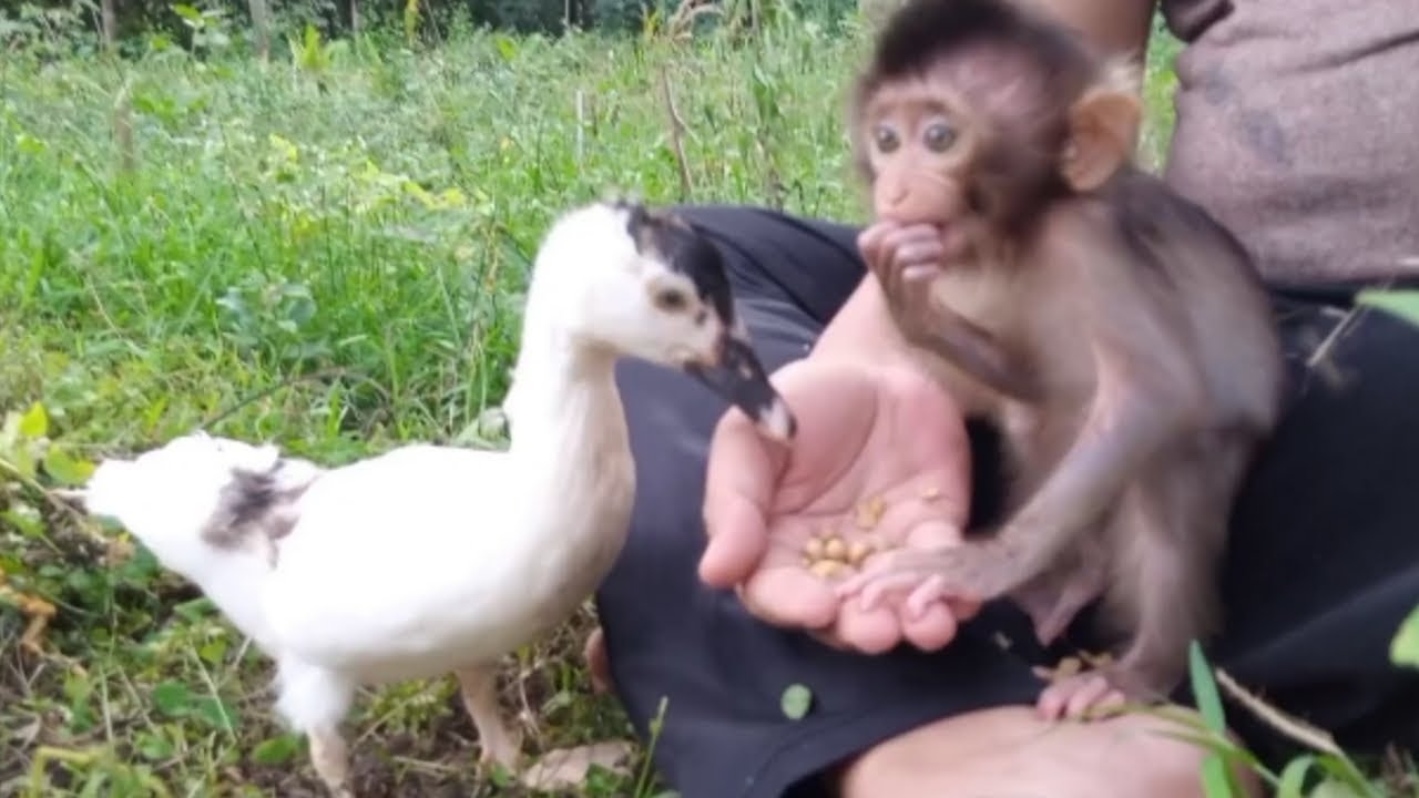 Anak monyet Ciko dan bayi monyet Cika