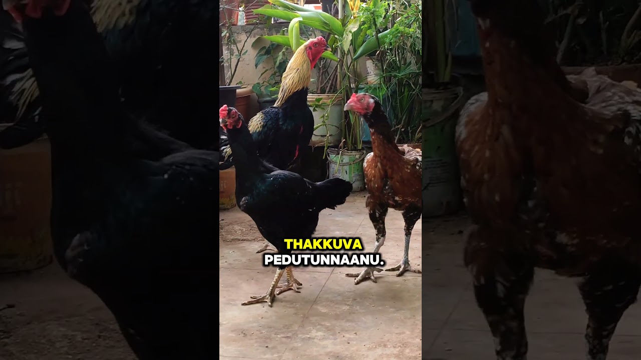 #andhrapradesh