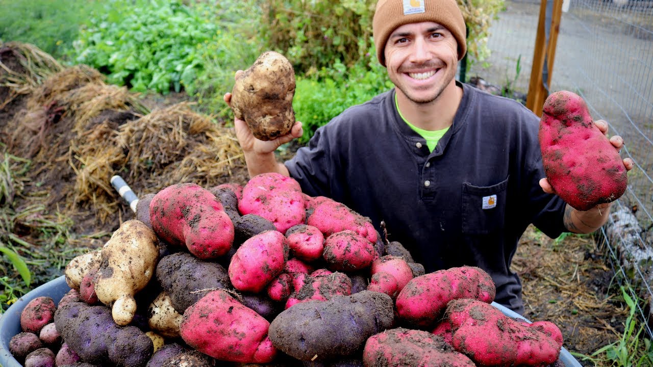 First Year Garden Potato Harvest | The BIGGEST Spuds We've Ever Seen!