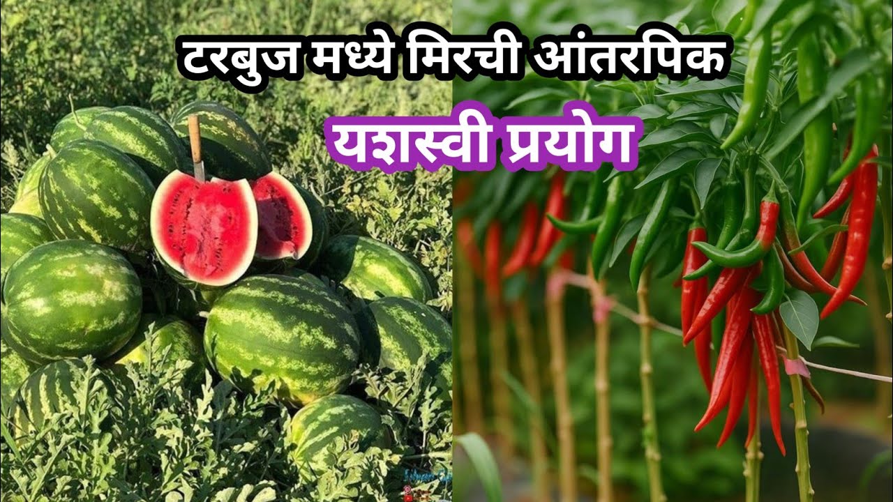 टरबुज +मिरची प्लॉट #Watermelon + Chilli plot #टरबुज मधे मिर्ची चे आंतररपिक 🍉🍉🌶️🌶️#Watermelon Farmer