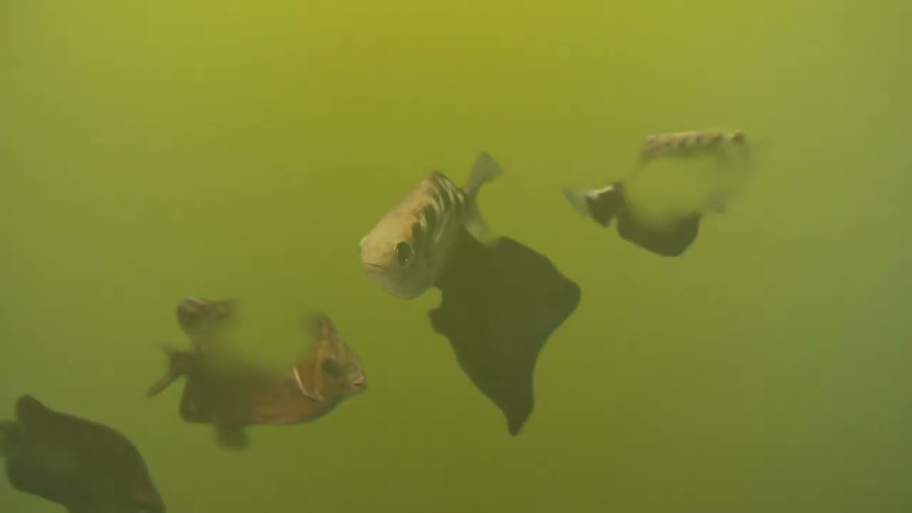 FIFISH V-EVO FIRST UDERWATER DRONE TEST