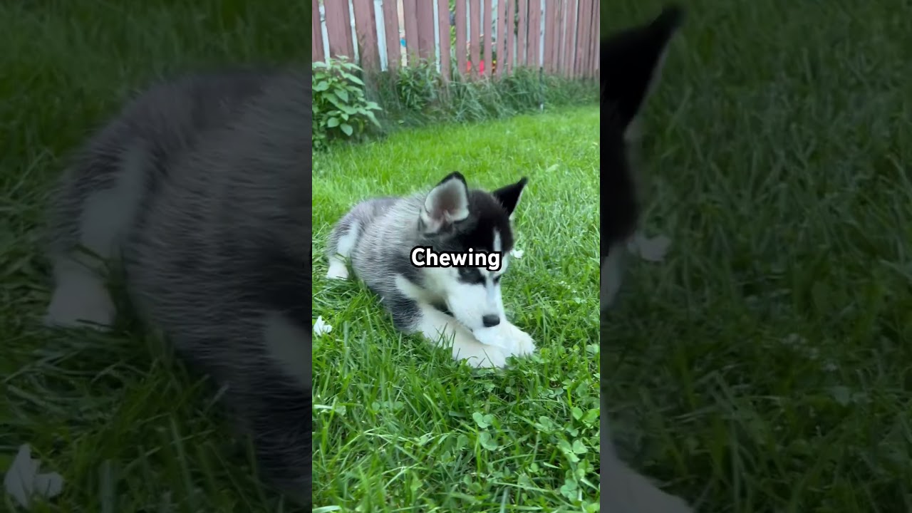 This is Puff #husky #dog #puppy
