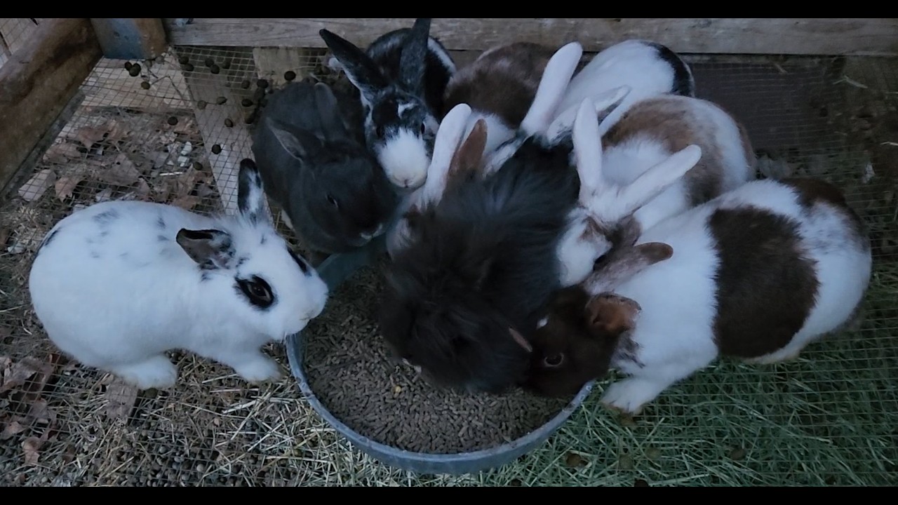 Hasenpfeffer Anyone....😁🐇
